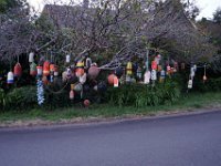 Summer Vacation 2018-208  A very interesting tree